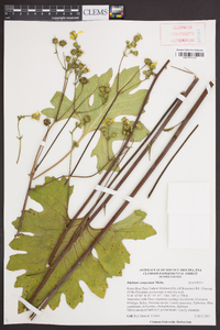 Silphium compositum image