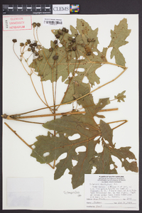 Silphium compositum image