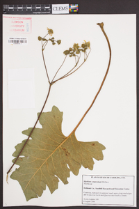 Silphium compositum image