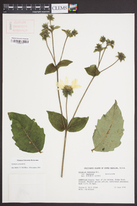 Silphium connatum image