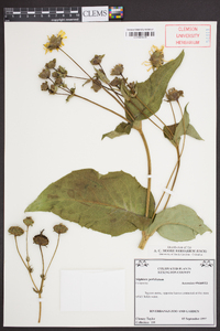 Silphium perfoliatum image