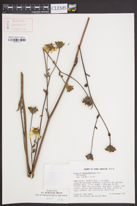 Silphium terebinthinaceum image