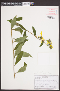 Silphium asteriscus image