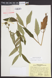 Silphium asteriscus image