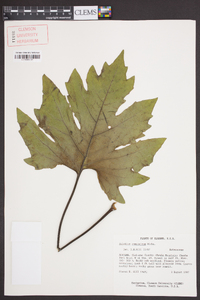 Silphium compositum image