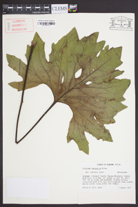 Silphium compositum image