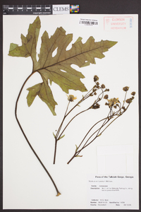 Silphium compositum image