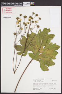 Silphium compositum var. compositum image