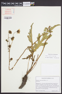 Silphium ovatifolium image