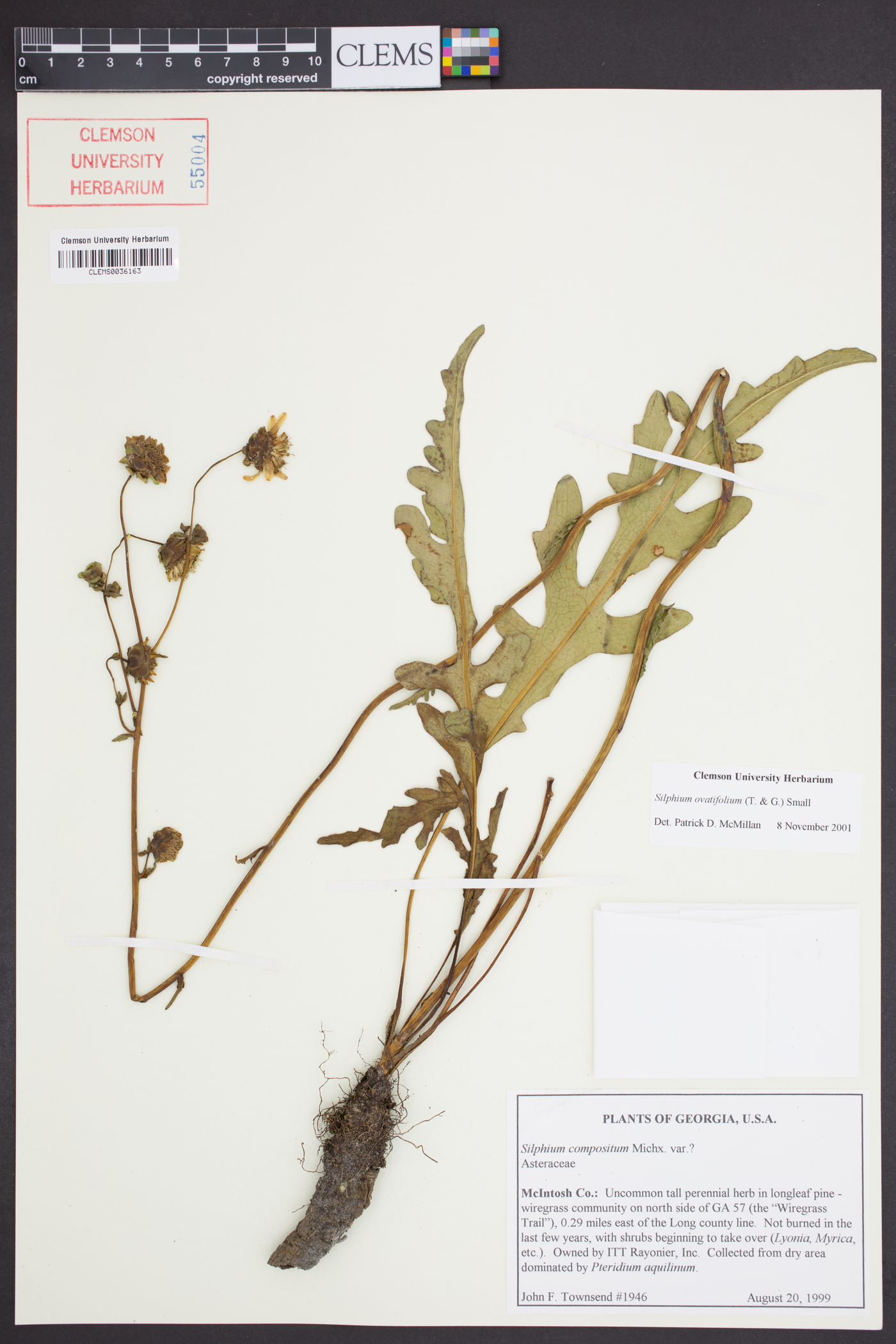 Silphium ovatifolium image