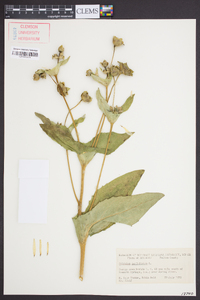 Silphium perfoliatum image