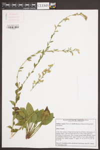 Solidago arguta var. bootii image