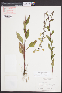 Solidago arguta subsp. boottii image