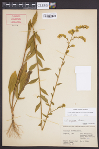 Solidago arguta subsp. caroliniana image