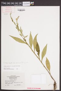 Solidago arguta subsp. caroliniana image