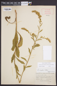 Solidago arguta subsp. caroliniana image