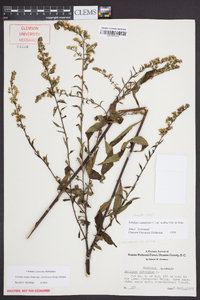 Solidago arguta subsp. caroliniana image