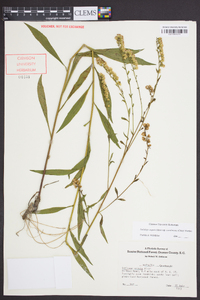 Solidago arguta subsp. caroliniana image