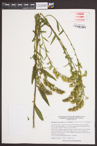 Solidago arguta subsp. caroliniana image