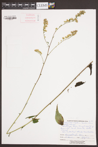 Solidago arguta subsp. caroliniana image