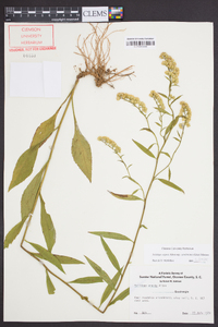 Solidago arguta subsp. caroliniana image