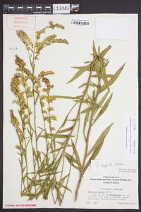 Solidago arguta subsp. caroliniana image