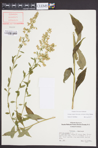 Solidago arguta subsp. caroliniana image