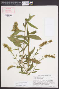 Solidago arguta subsp. caroliniana image