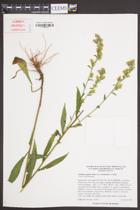 Solidago arguta subsp. caroliniana image