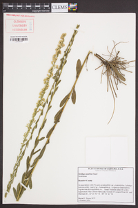 Solidago austrina image