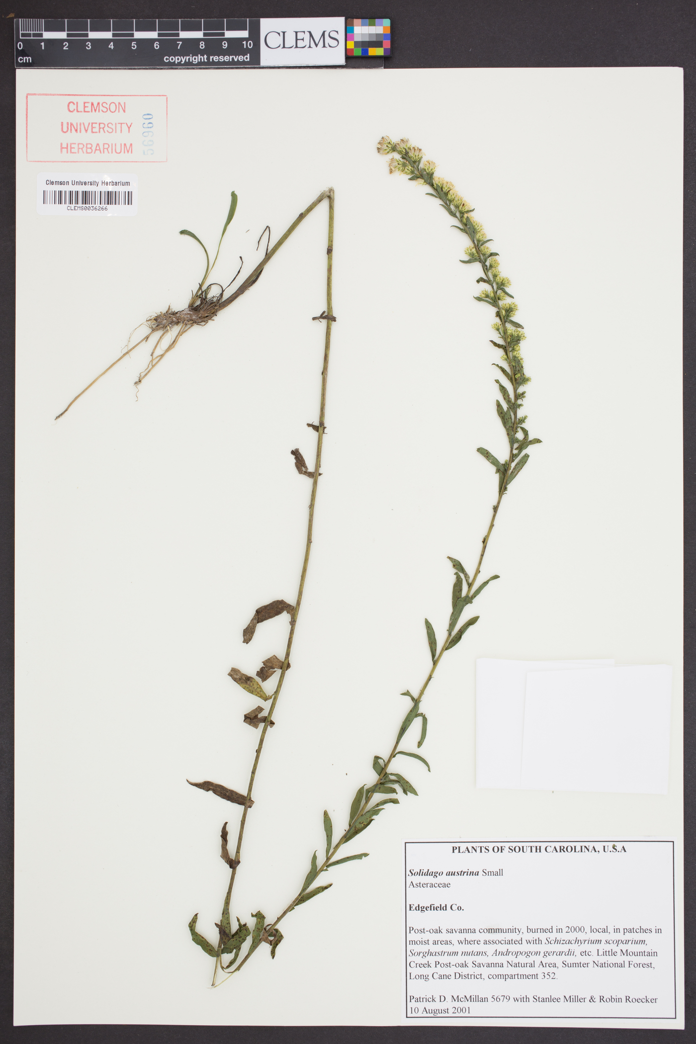 Solidago austrina image