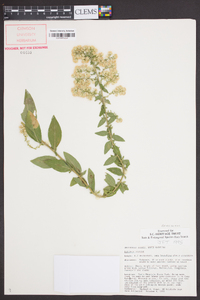 Solidago bicolor image