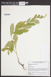 Solidago brachyphylla image