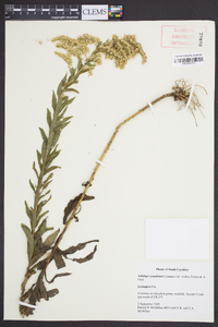 Solidago canadensis var. scabra image