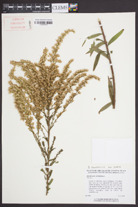 Solidago canadensis var. scabra image