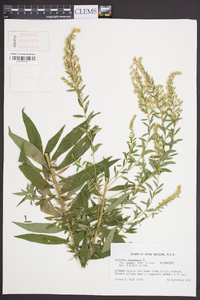 Solidago canadensis var. scabra image