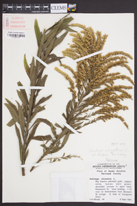 Solidago canadensis var. scabra image