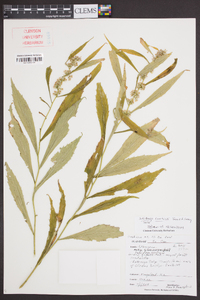 Solidago curtisii image