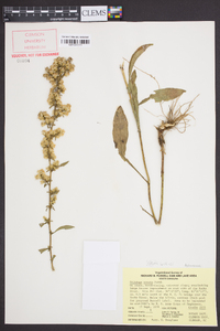 Solidago erecta image