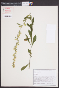 Solidago erecta image