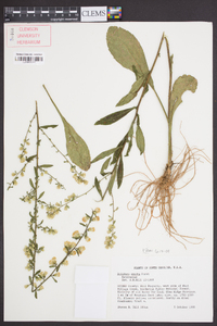 Solidago erecta image