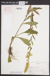 Solidago erecta image