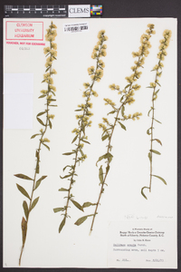 Solidago erecta image