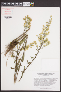 Solidago erecta image