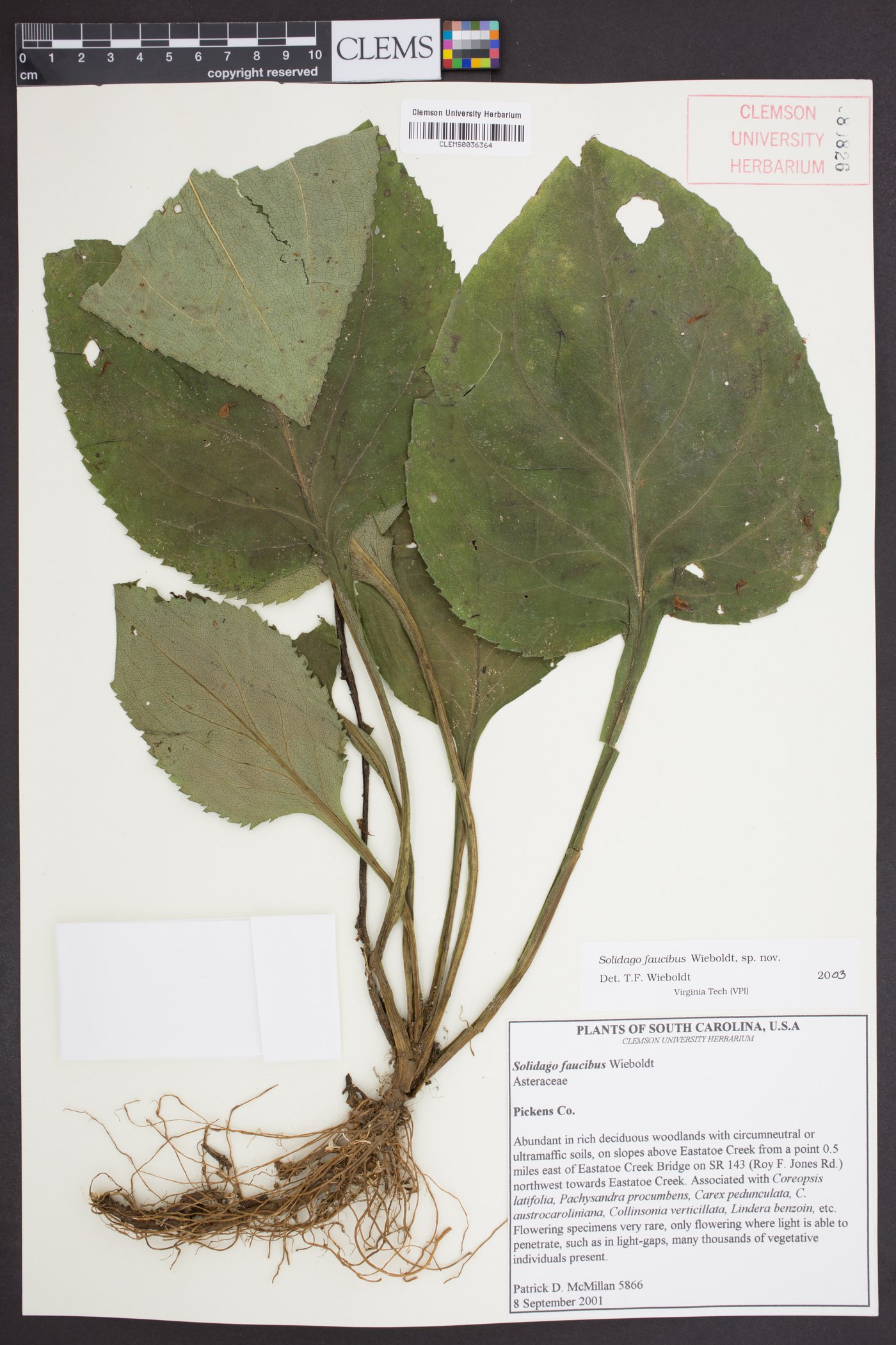 Solidago faucibus image