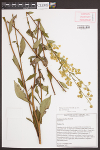 Solidago faucibus image