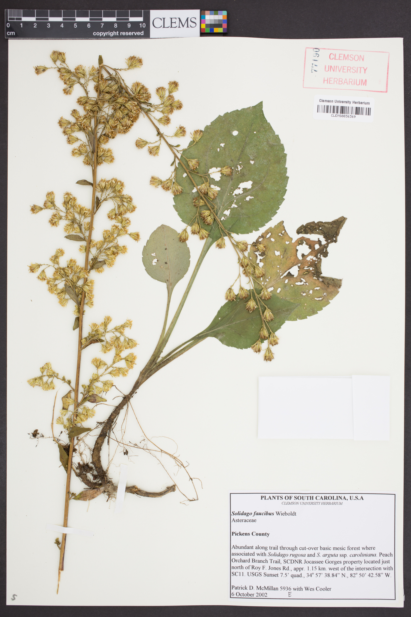 Solidago faucibus image