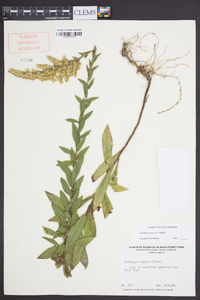 Solidago fistulosa image