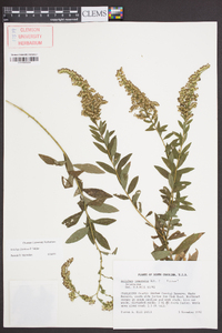 Solidago fistulosa image