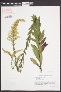 Solidago fistulosa image